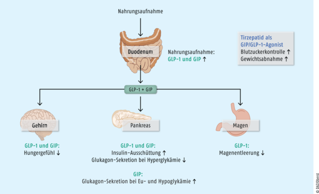 Wirkmechanismus Die körpereigenen Hormone