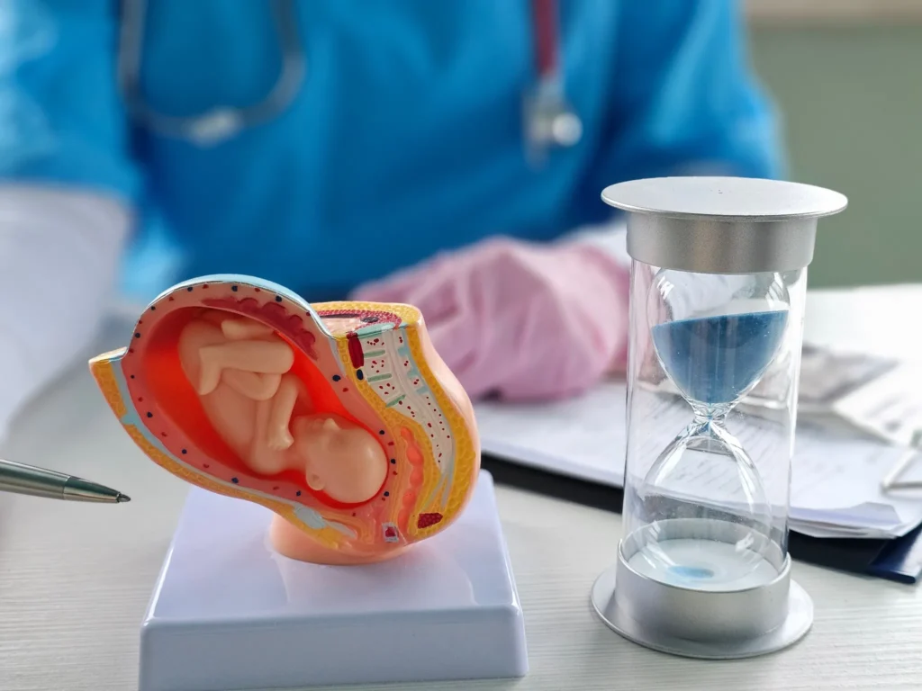 Doctor explaining pregnancy stages using anatomical model and hourglass