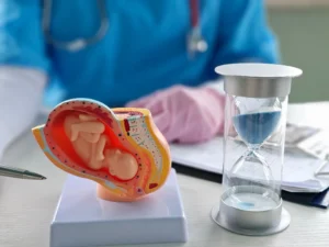 Doctor explaining pregnancy stages using anatomical model and hourglass